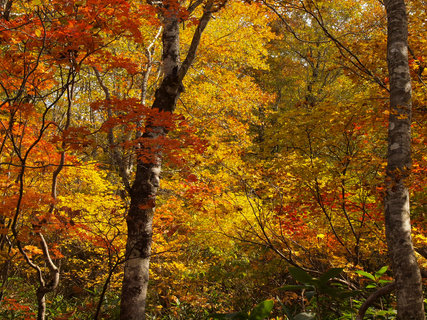 奥利根水源の森の紅葉