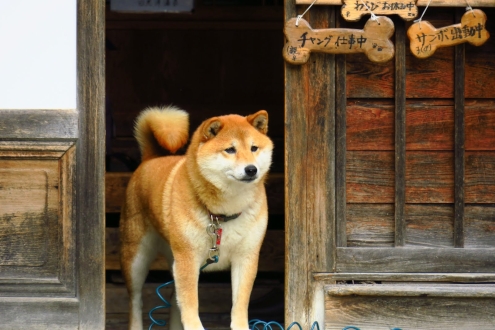 日光澤温泉の看板犬チャング