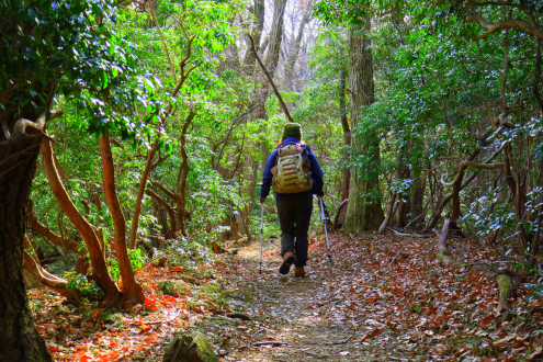 伊豆ヶ岳の登山道